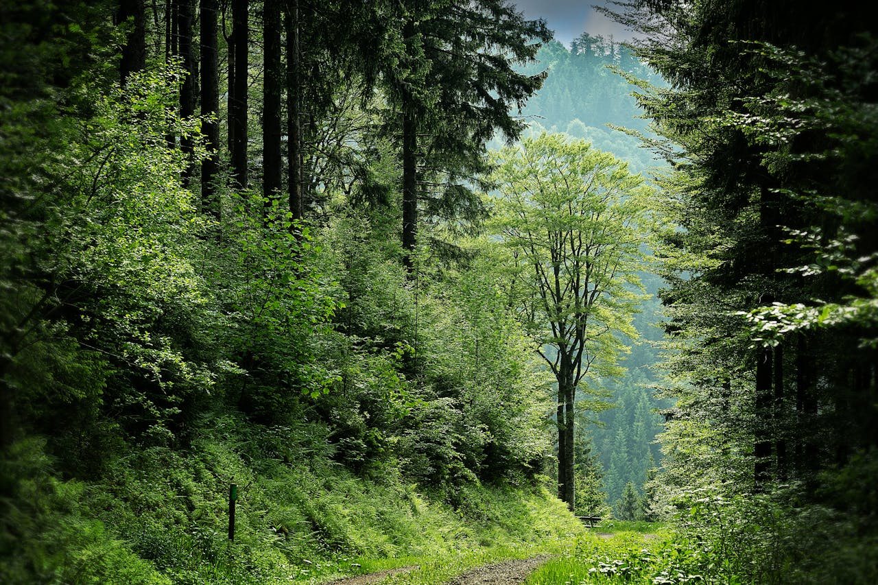forest
